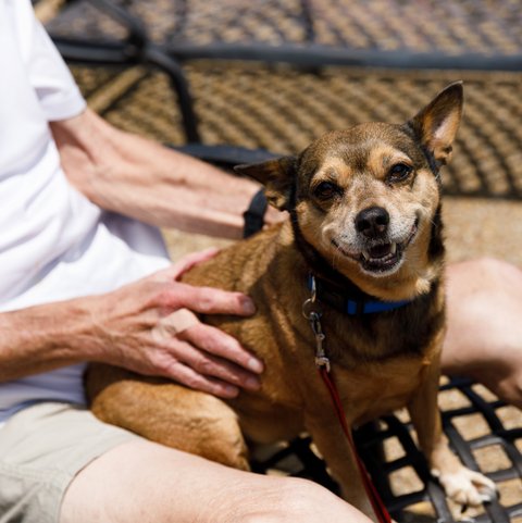 The Hamptons | Senior with dog